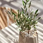 Summer Senses Luxury 5* Λογαράς